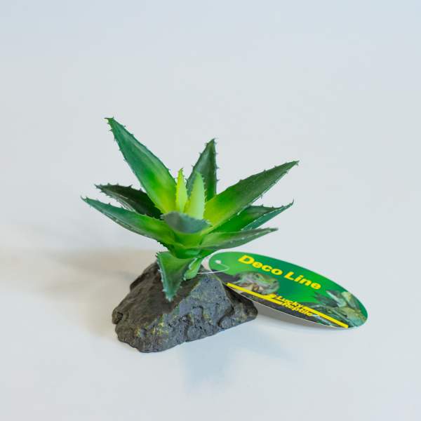 Preview: Lucky Reptile Agave, klein